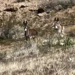 Gold Butte Speaker Series: Desert Dwelling Donkeys