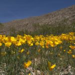 DAY 1 Gold Butte Nat Mon Bioblitz Spring 26