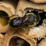 Native Bee Houses- Helping our Solitary Pollinators